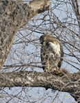 Red tailed Hawk with Squirrel 6995